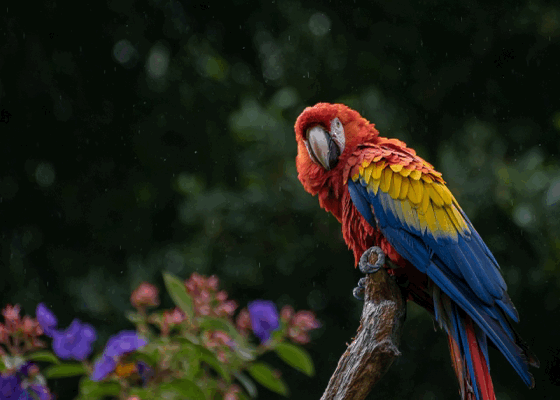 ‘Better’ Doesn’t Give You the Edge – Parrots Do